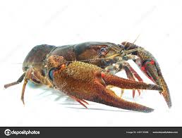 Attēlu rezultāti vaicājumam “Astacus astacus”