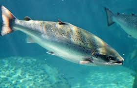 Image result for Salmo zrmanjaensis