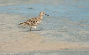 Attēlu rezultāti vaicājumam “Philomachus pugnax adult”