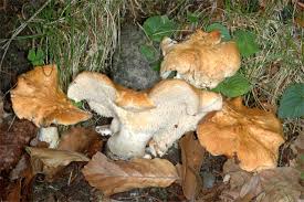 Attēlu rezultāti vaicājumam “Hydnum rufescens”