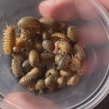 Attēlu rezultāti vaicājumam “Euura brevicornis”