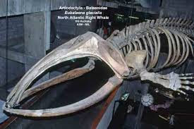 Image result for Eubalaena glacialis