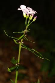 Attēlu rezultāti vaicājumam “Cardamine bulbifera”