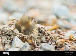 Attēlu rezultāti vaicājumam “Geopora arenicola”