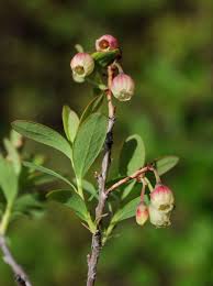 Attēlu rezultāti vaicājumam “Vaccinium uliginosum bud”