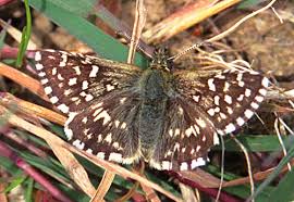 Attēlu rezultāti vaicājumam “Pyrgus alveus upperside”