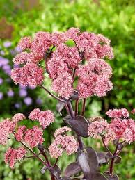 Image result for Lychnis chalcedonica `Dusky Salmon`