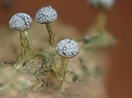 Attēlu rezultāti vaicājumam “Diderma ochraceum macro”