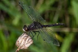 Attēlu rezultāti vaicājumam “Leucorrhinia”