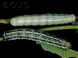 Attēlu rezultāti vaicājumam “Orthosia sp. larva”