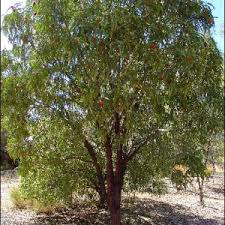 Attēlu rezultāti vaicājumam “Santalaceae”