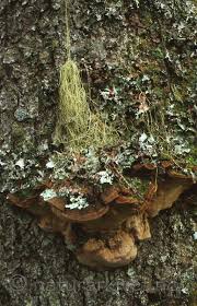 Attēlu rezultāti vaicājumam “Phellinus chrysoloma”