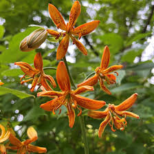 Attēlu rezultāti vaicājumam “Lilium martagon fruit”