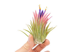 Image result for tillandsia umbellata