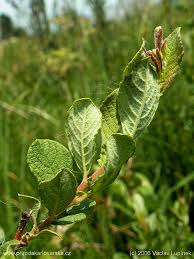 Attēlu rezultāti vaicājumam “Salix aurita”