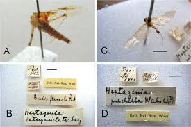 Attēlu rezultāti vaicājumam “Heptagenia sulphurea female”
