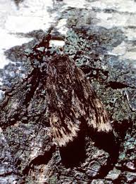 Attēlu rezultāti vaicājumam “Brachionycha nubeculosa”