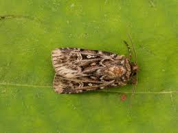 Attēlu rezultāti vaicājumam “Lycophotia porphyrea”