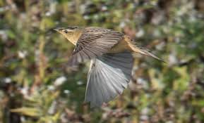 Image result for Locustella certhiola