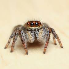 Attēlu rezultāti vaicājumam “Salticidae”