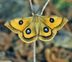 Attēlu rezultāti vaicājumam “Aglia tau”