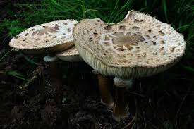 Attēlu rezultāti vaicājumam “Macrolepiota rhacodes var. bohemica”