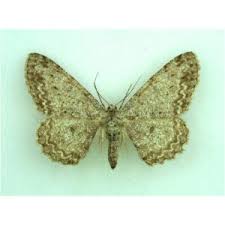 Attēlu rezultāti vaicājumam “Hypomecis punctinalis”