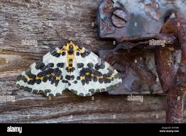 Attēlu rezultāti vaicājumam “Abraxas grossulariata imago”