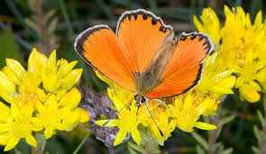 Attēlu rezultāti vaicājumam “Lycaena virgaureae male”