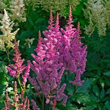 Attēlu rezultāti vaicājumam “Astilbe chinensis”