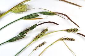 Attēlu rezultāti vaicājumam “Carex panicea fruit”