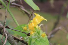 Attēlu rezultāti vaicājumam “Thladiantha dubia”