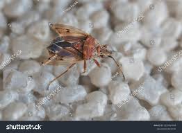 Attēlu rezultāti vaicājumam “Kleidocerys resedae”