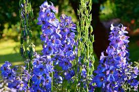 Image result for Rittersporn