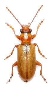 Attēlu rezultāti vaicājumam “Orsodacne cerasi”