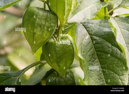 Attēlu rezultāti vaicājumam “Physalis alkekengi leaf”