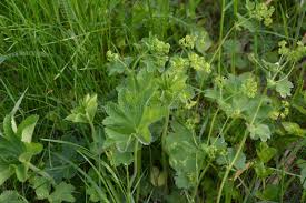 Attēlu rezultāti vaicājumam “Alchemilla vulgaris aggr. flower”