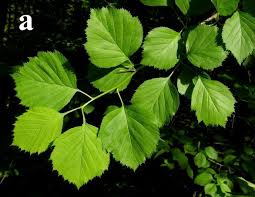 Attēlu rezultāti vaicājumam “Crataegus x macrocarpa leaf”