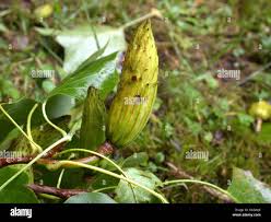 Attēlu rezultāti vaicājumam “Liriodendron tulipifera fruit”