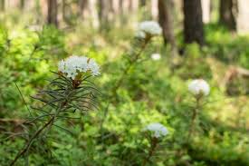 Attēlu rezultāti vaicājumam “Ledum palustre flower”