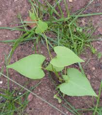 Attēlu rezultāti vaicājumam “Fallopia convolvulus”