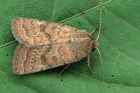 Attēlu rezultāti vaicājumam “Hoplodrina octogenaria”