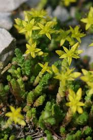 Image result for Sedum acre