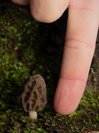 Attēlu rezultāti vaicājumam “Morchella sp.”