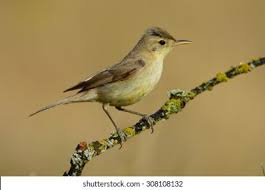 Image result for Hippolais polyglotta