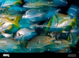 Image result for Haemulon album