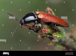 Attēlu rezultāti vaicājumam “Ampedus pomorum”