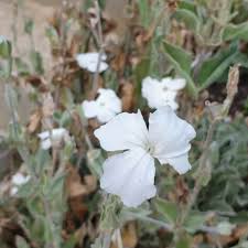 Image result for Lychnis coronaria alba