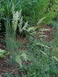 Attēlu rezultāti vaicājumam “Koeleria glauca flower”