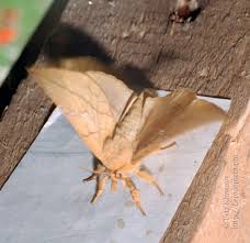 Attēlu rezultāti vaicājumam “Euthrix potatoria larva”